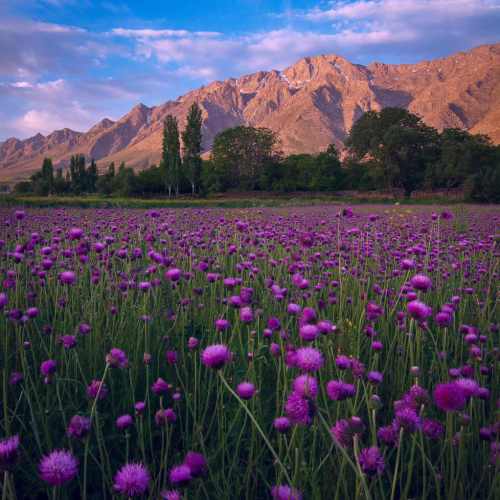 دانلود آهنگ تراختور منه جاندی